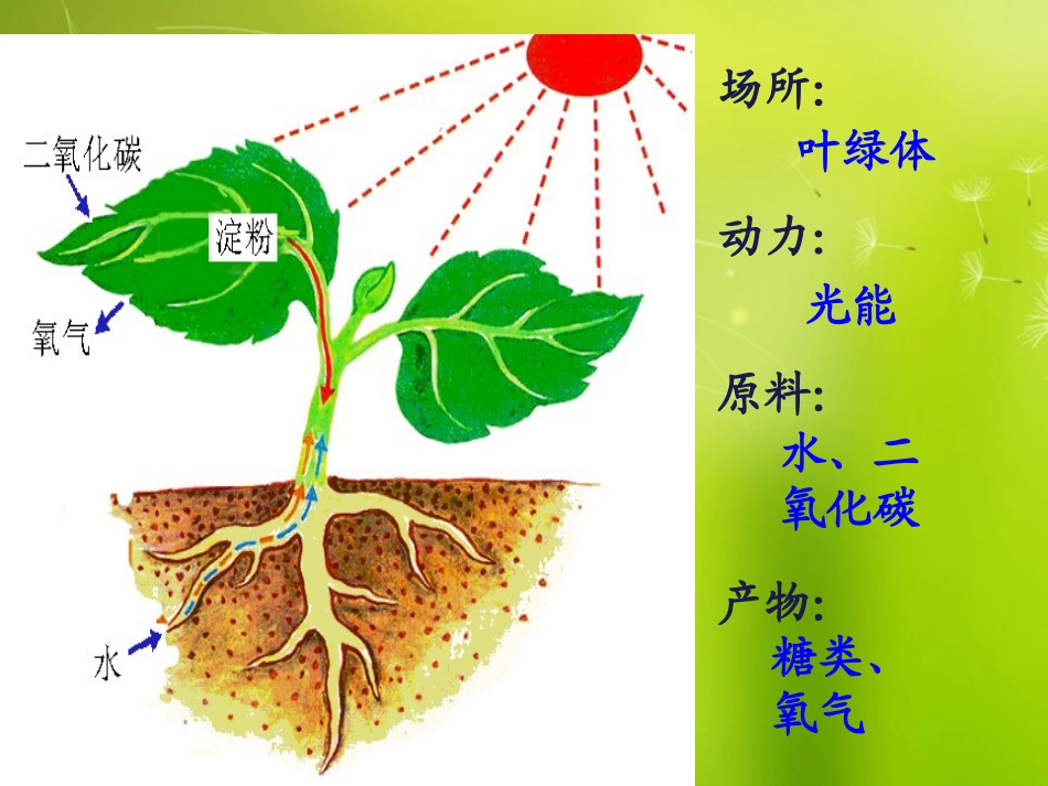 能量之源光与光合作用课件人教版必修_第2页