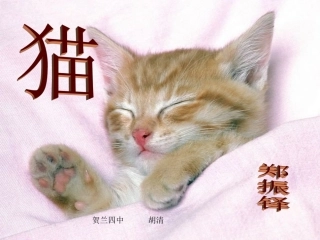 郑振铎《猫》贺兰四中胡清