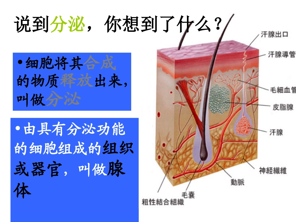 人体的激素调节2_第3页
