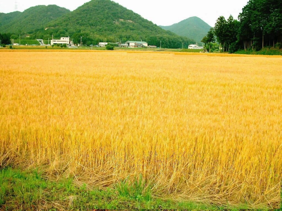 三年级语文上册课件秋天的雨_第3页
