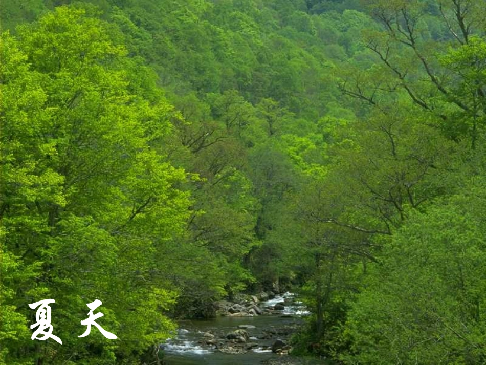 小学三年级语文美丽的小兴安岭_第3页