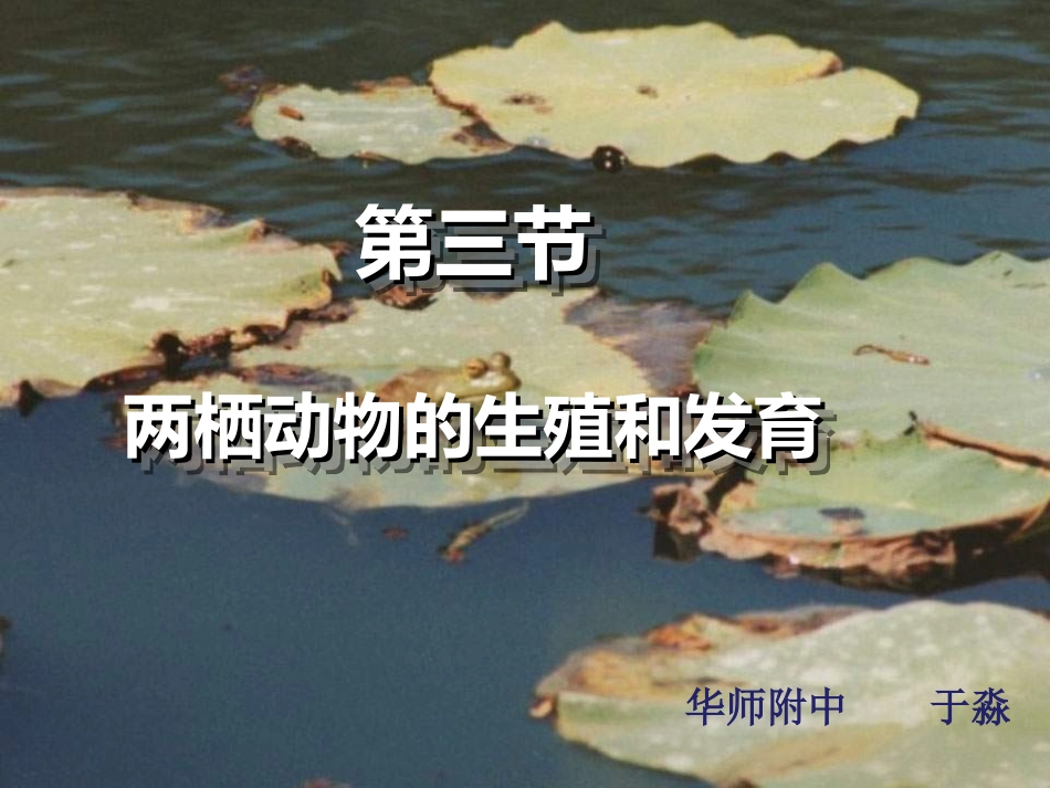 两栖动物的生殖和发育 (2)_第1页