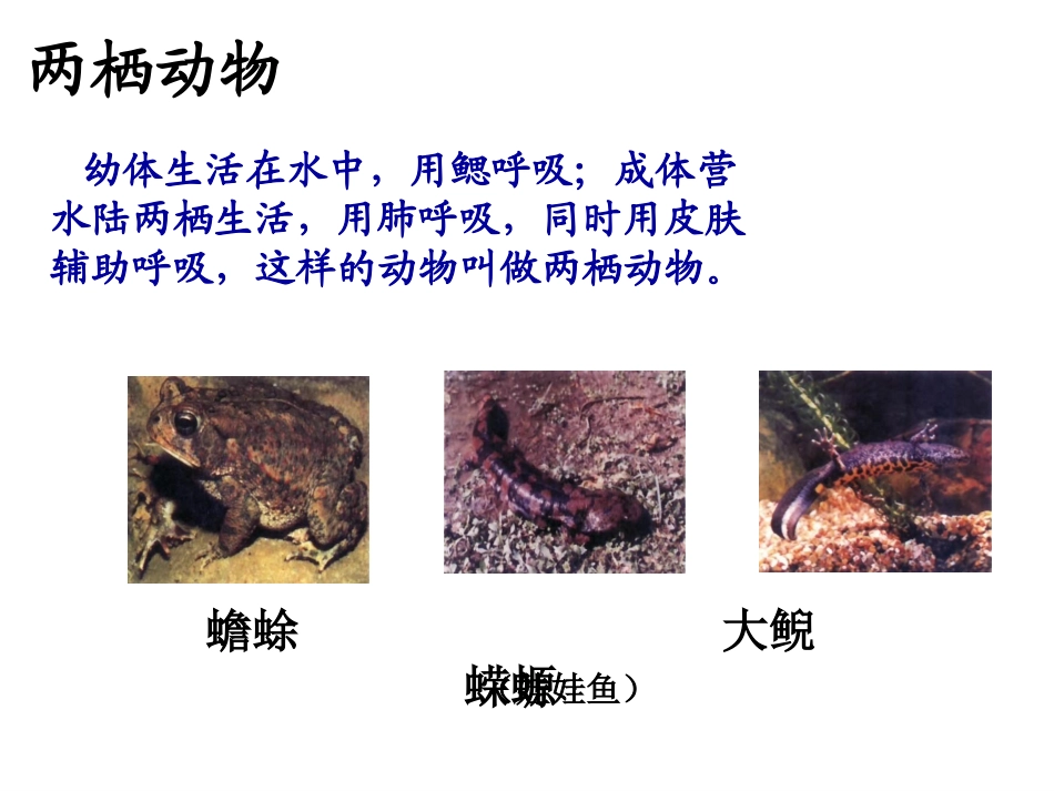 两栖动物的生殖和发育 (2)_第3页