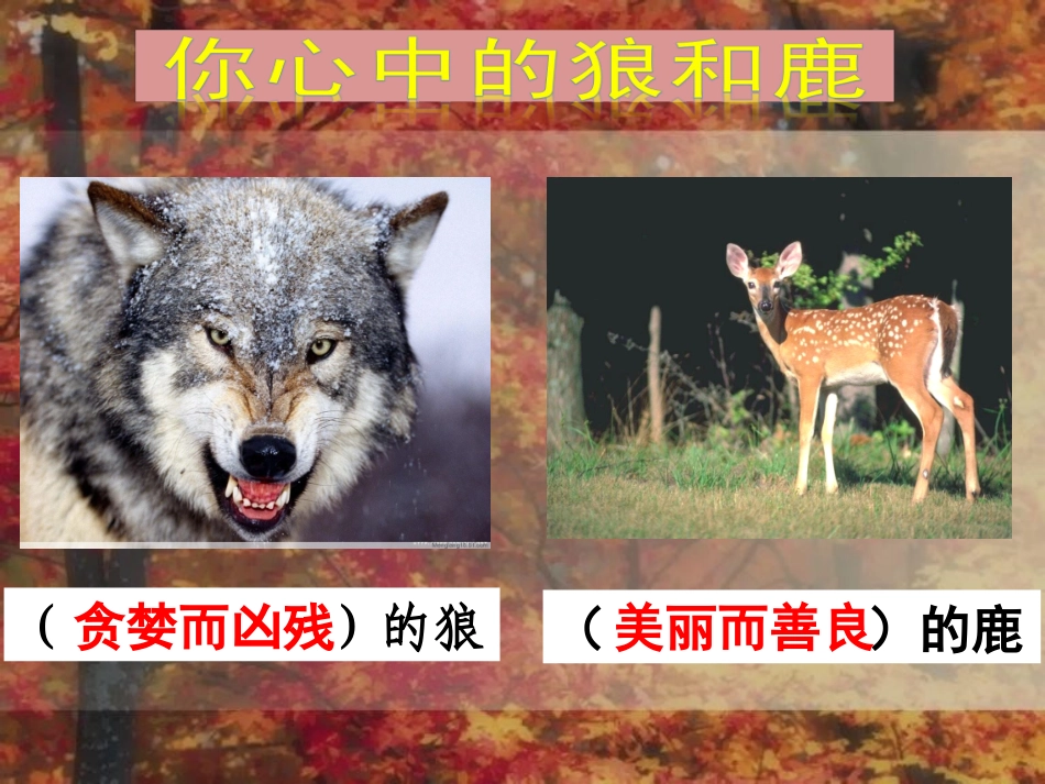 语文六上《鹿和狼的故事》_第3页
