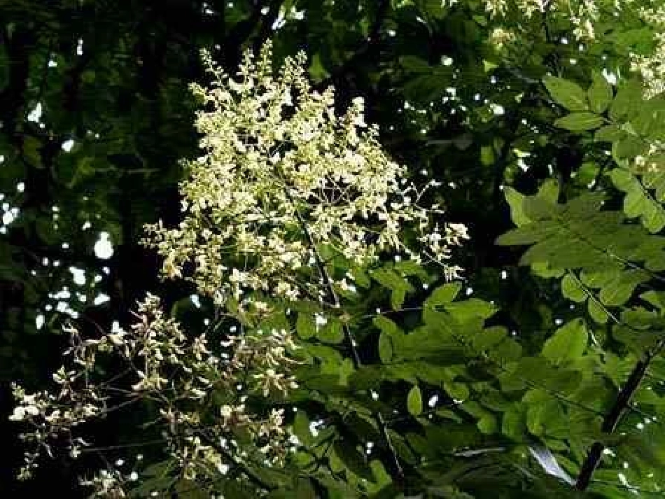 小学三年级语文槐乡的孩子3上_第3页