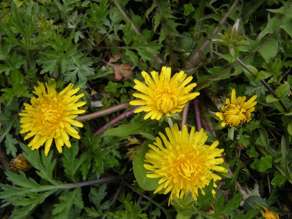 苏教版三年级上册语文蒲公英课件_第3页