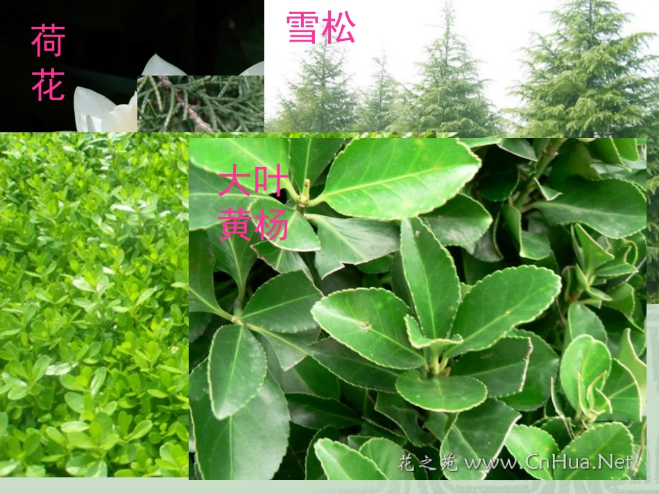 六年级科学上册一植物的生命系统1植物的器官和营养第一课时课件_第2页