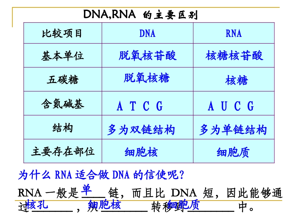 基因指导蛋白质的合成_第3页