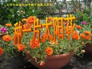 【种一片太阳花(北师大版下册)PPT课件