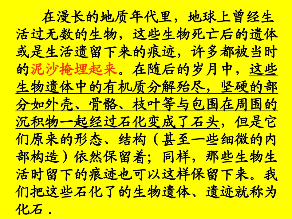 人教二年级上册《33、活化石》_第3页