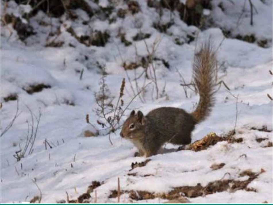 松鼠日记（课件）_第2页