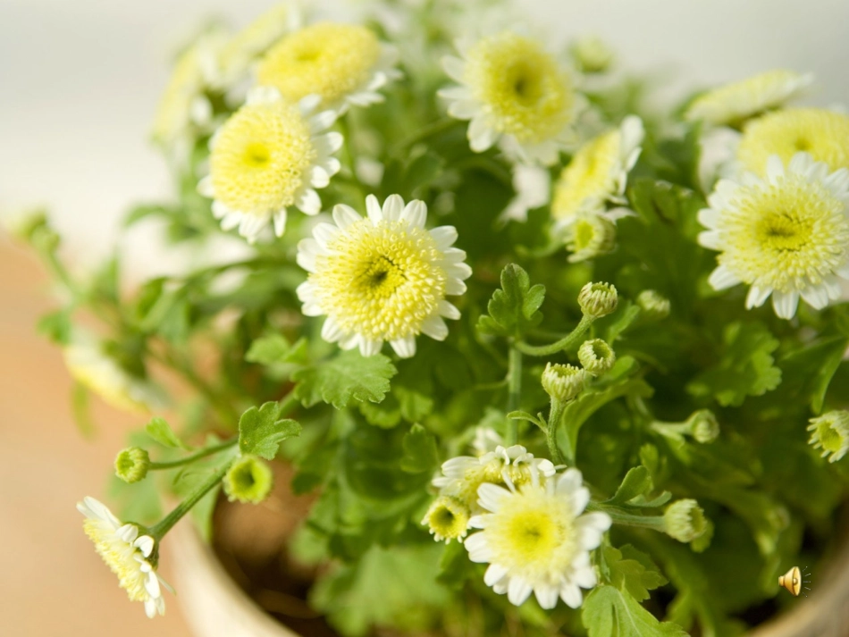 我要的是葫芦 (13)_第1页