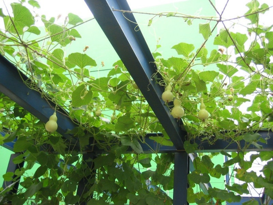 我要的是葫芦 (13)_第2页