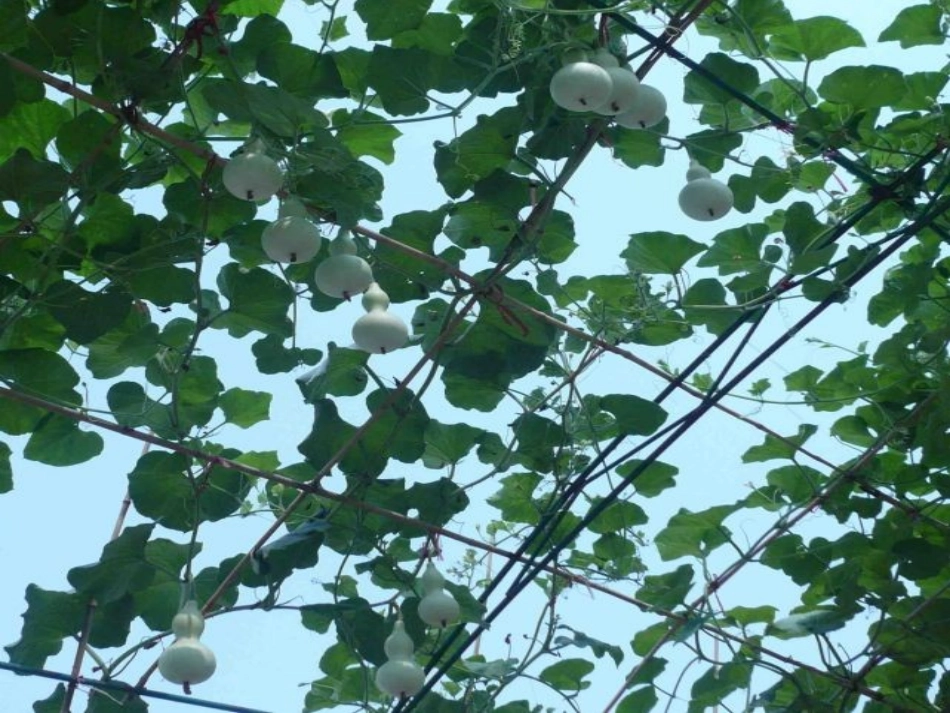 我要的是葫芦 (13)_第3页