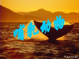 《哺乳动物》课件