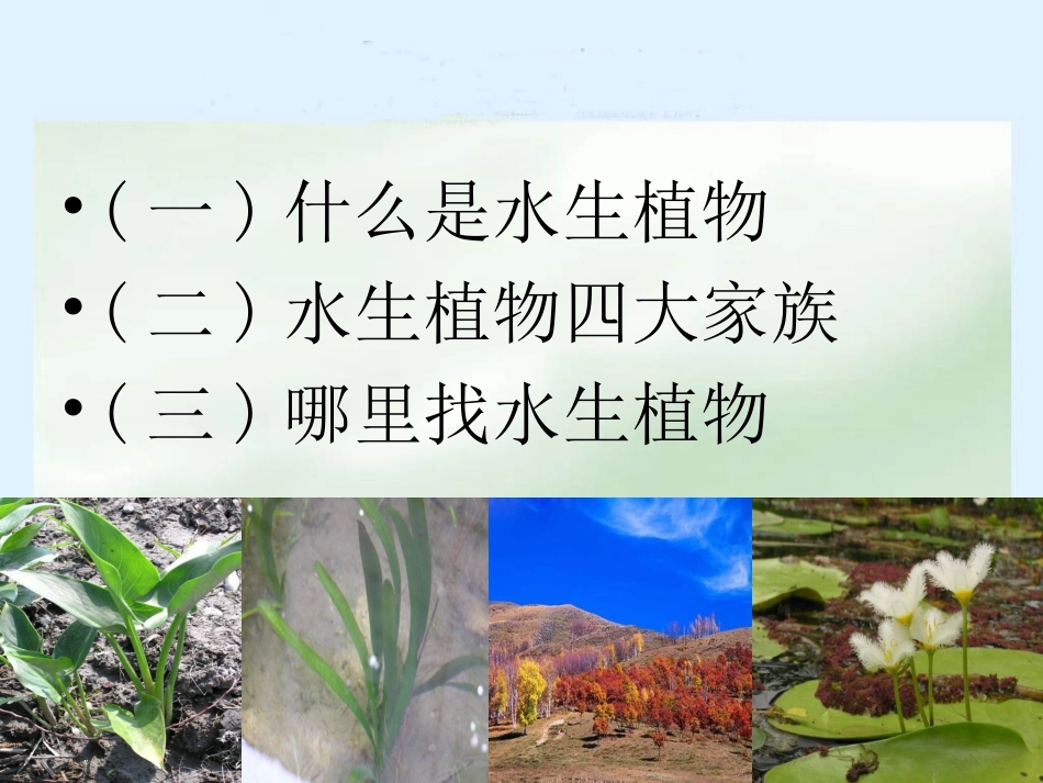 三年级科学上册_水生植物课件_教科版 (2)_第2页
