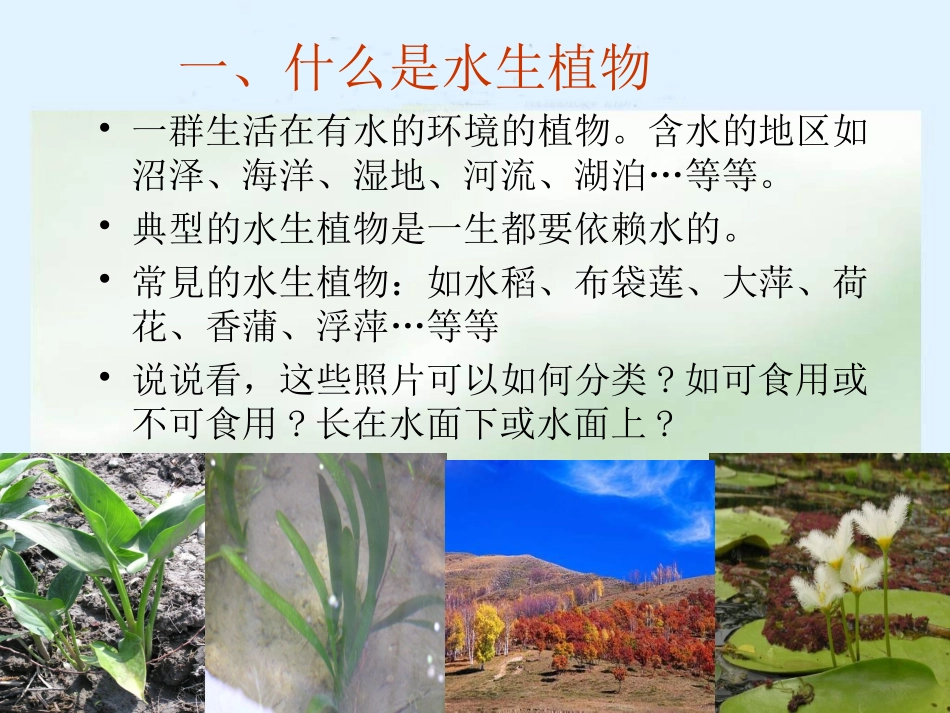 三年级科学上册_水生植物课件_教科版 (2)_第3页