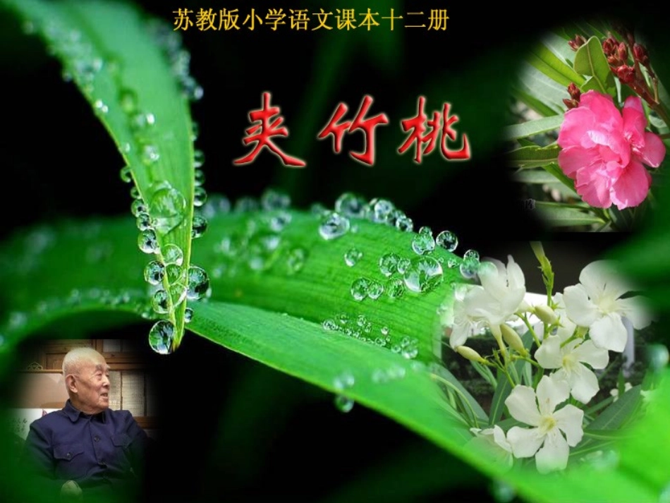 夹竹桃(课件)2_第1页