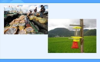 人教新课标版高二必修341种群的特征课件1（公开课）