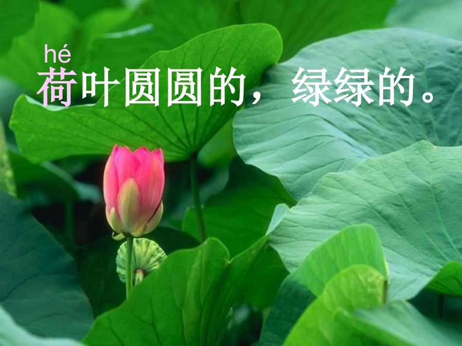 一语14荷叶圆圆课件程美兰_第1页