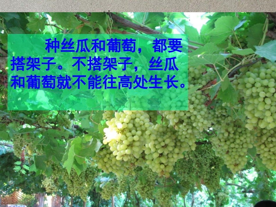 爬山虎的脚_(上课用)_第1页