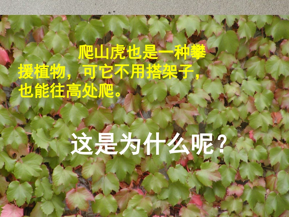 爬山虎的脚_(上课用)_第2页