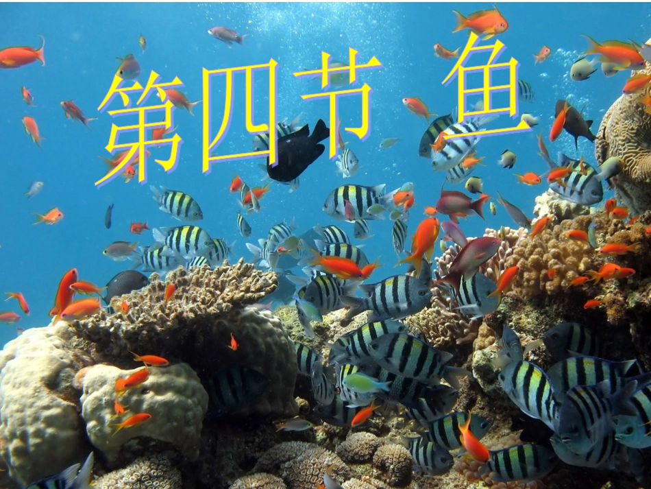 新人教版八年级生物上册第一章第四节_鱼_(上课用)2_第1页