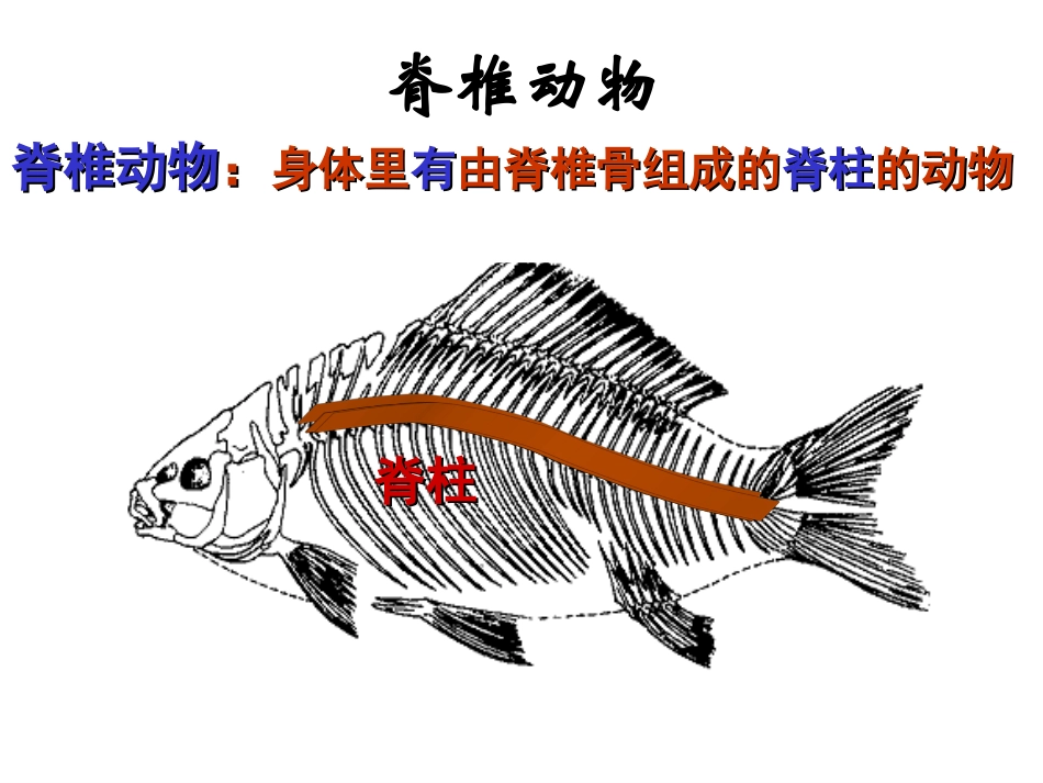 新人教版八年级生物上册第一章第四节_鱼_(上课用)2_第3页