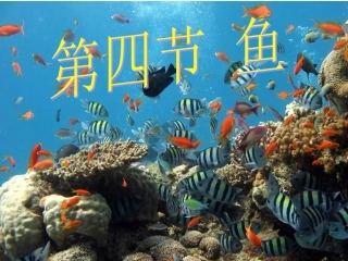 新人教版八年级生物上册第一章第四节_鱼_(上课用)2