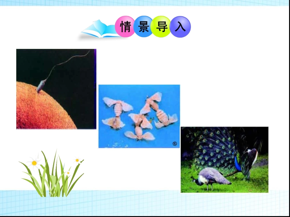 北师大版八年级生物上册植物的生殖和发育_第2页