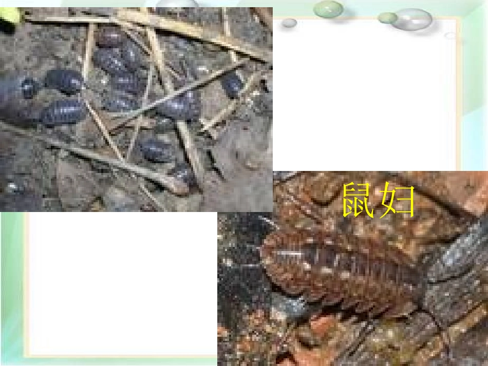 探究——非生物因素_第2页