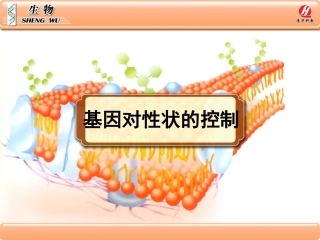 生物学②必修4[1]2《基因对性状的控制》PPT课件