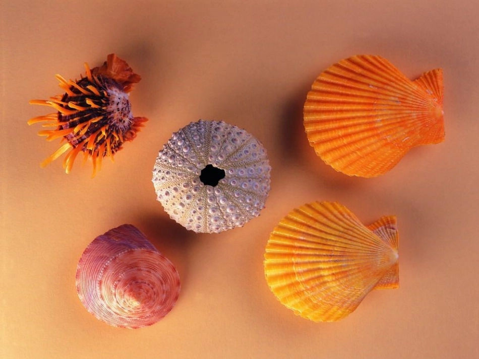 小学语文s版四年级上册第3课《一只贝》_第2页