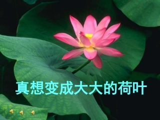 真想变成大大的荷叶 (3)