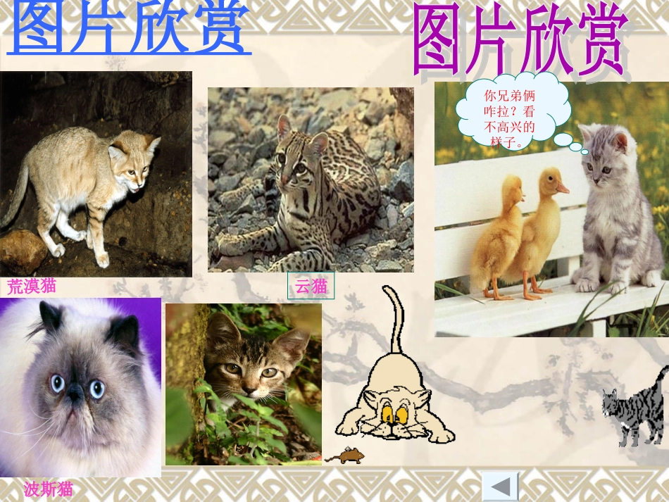 《猫》教学课件 (2)_第3页