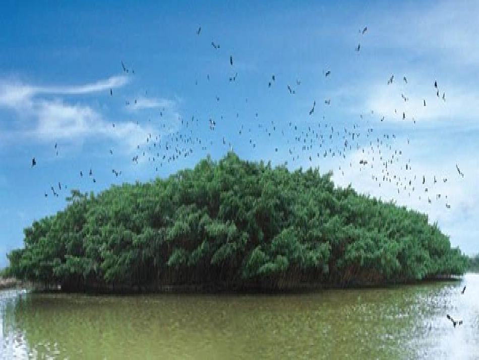 人教版语文四年级上册3、《鸟的天堂》_第2页