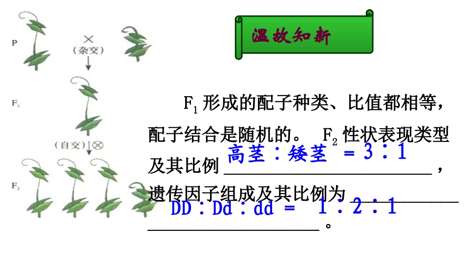 一轮复习孟德尔豌豆杂交实验二_第2页