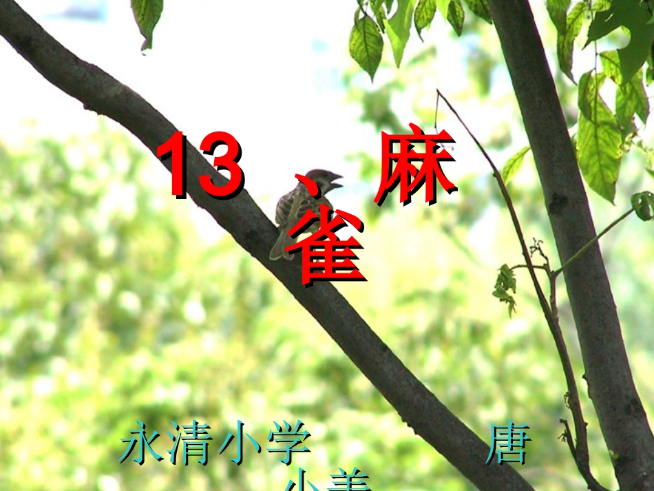 唐小美四年级语文上册《麻雀》课件(1)_第1页