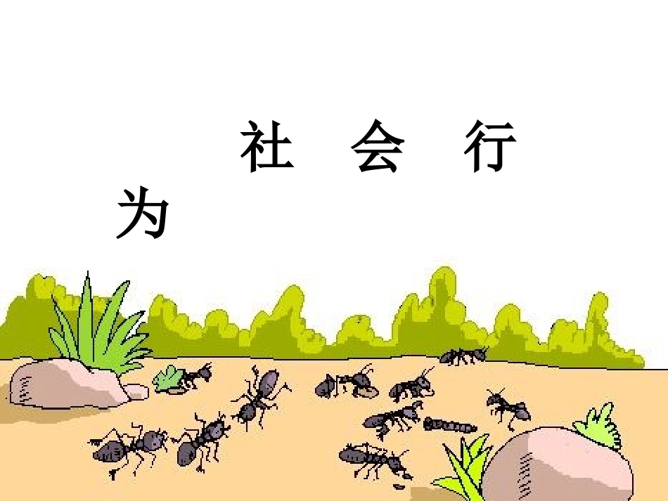 《社会行为》课件2_第1页