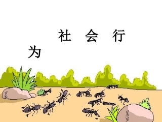 《社会行为》课件2
