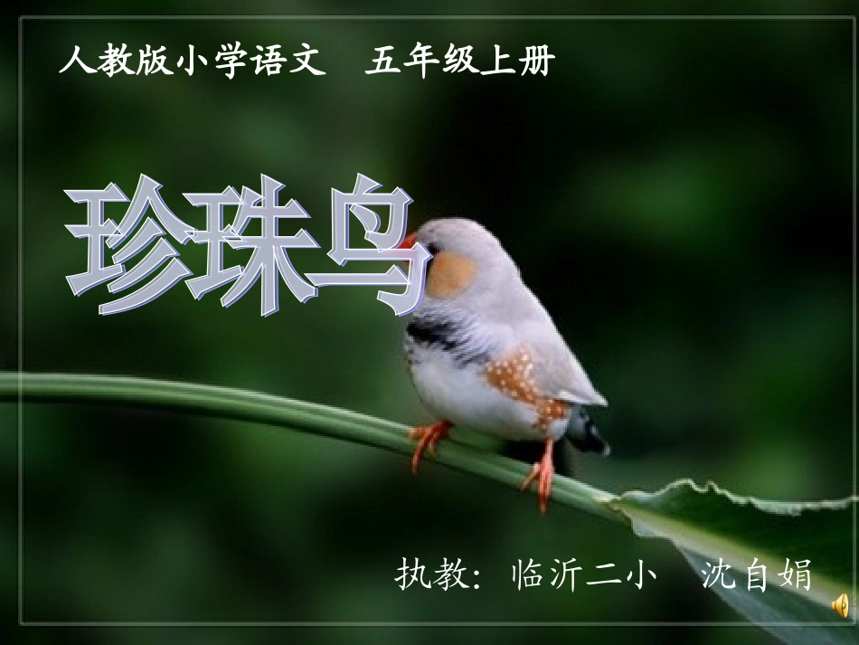 珍珠鸟课件 (2)_第1页