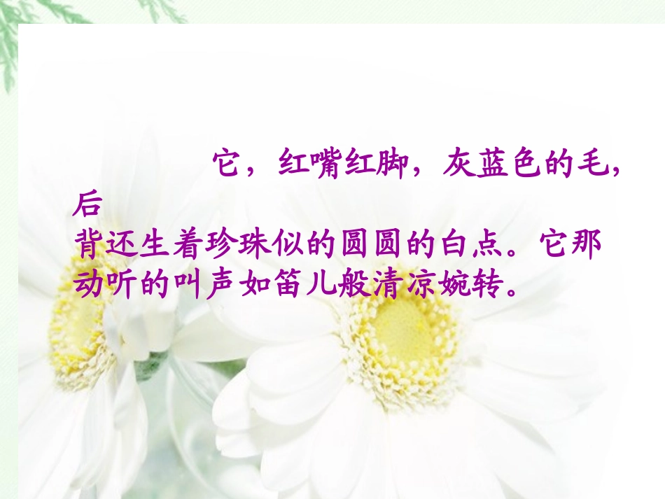 珍珠鸟课件 (2)_第3页