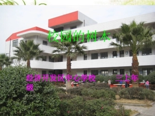 校园里的树木-2(1)