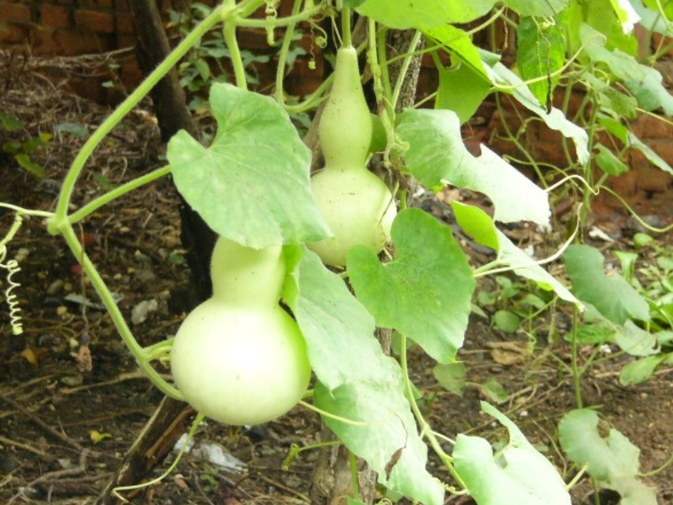 我要的是葫芦（黄琳888）_第1页