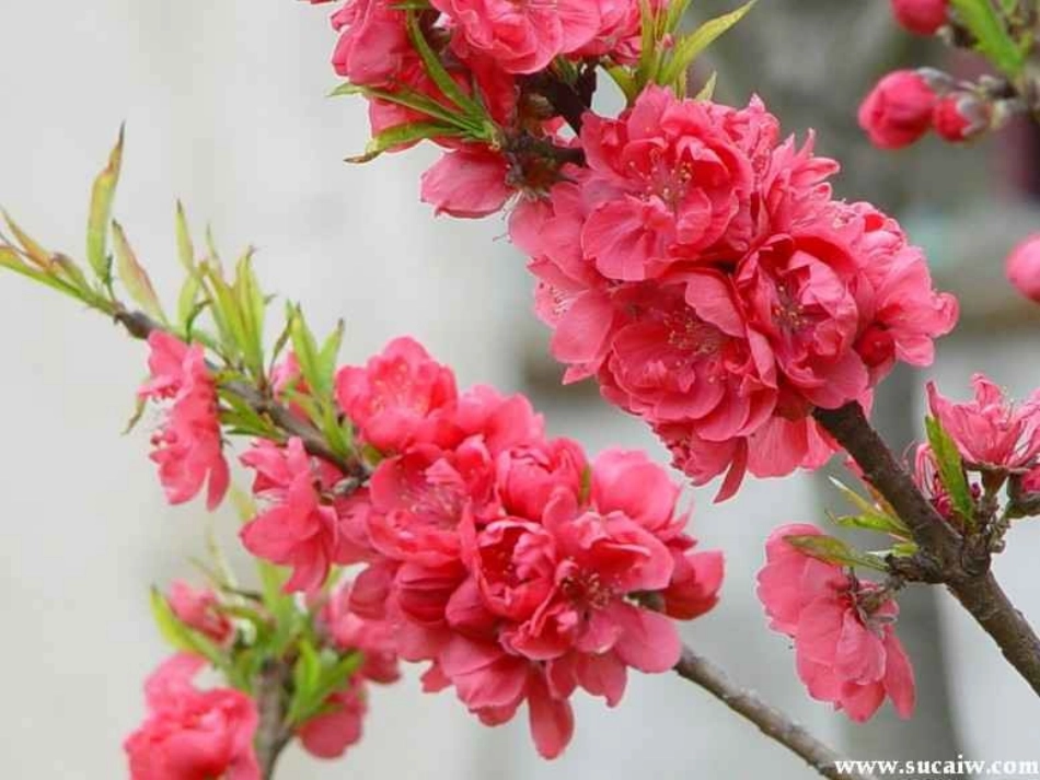 桃花源记 (13)_第3页