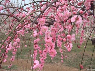 桃花源记 (13)