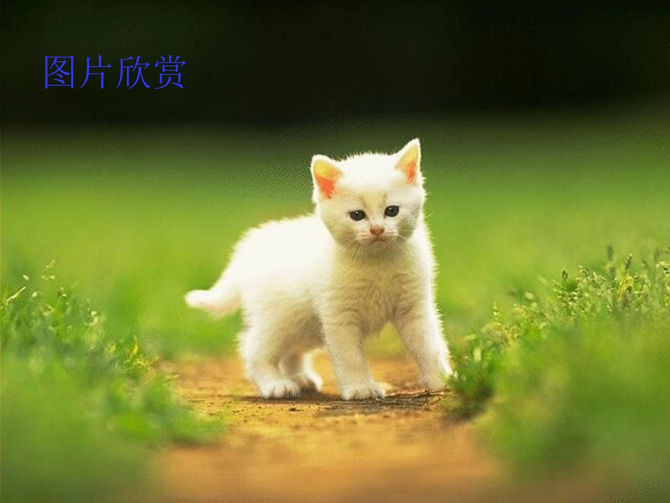 《猫的故事》课件_第3页