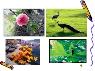 免费下载_短文两篇《蝉·贝壳》课件_