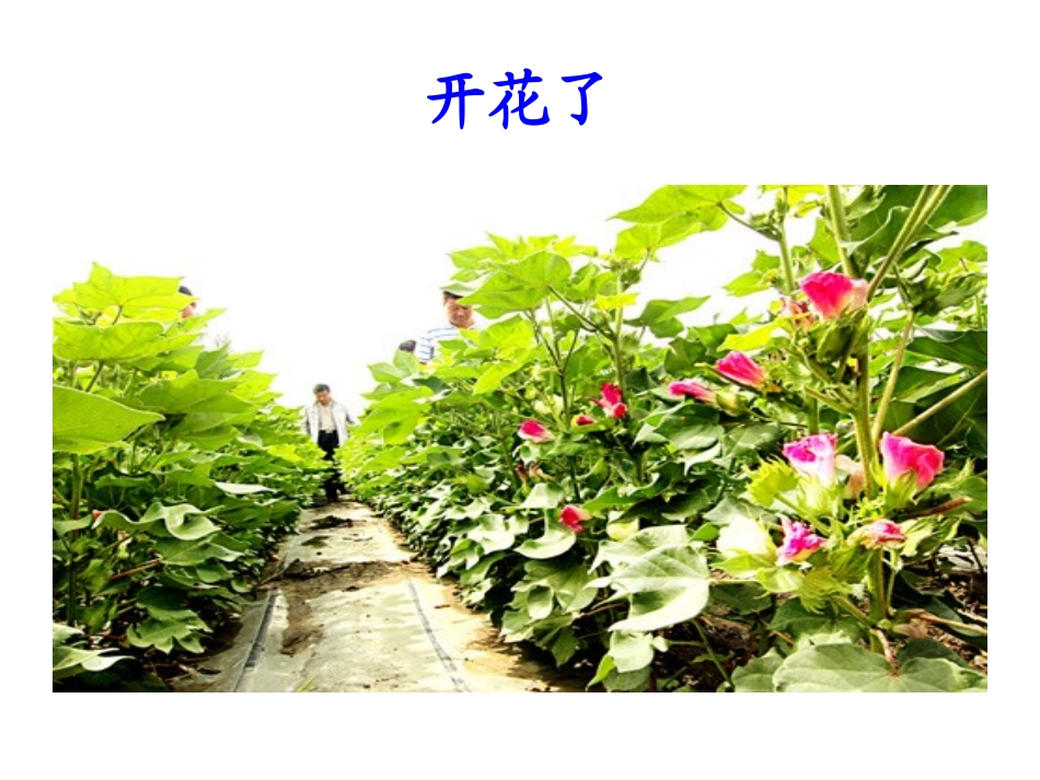 人教版语文一年级下册30《棉花姑娘》课件_第3页