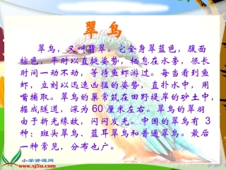三年级语文上册课件_翠鸟